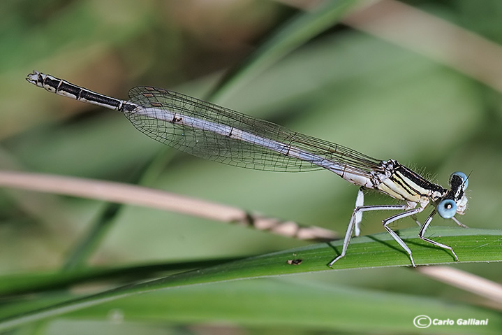 platycnemis latipes